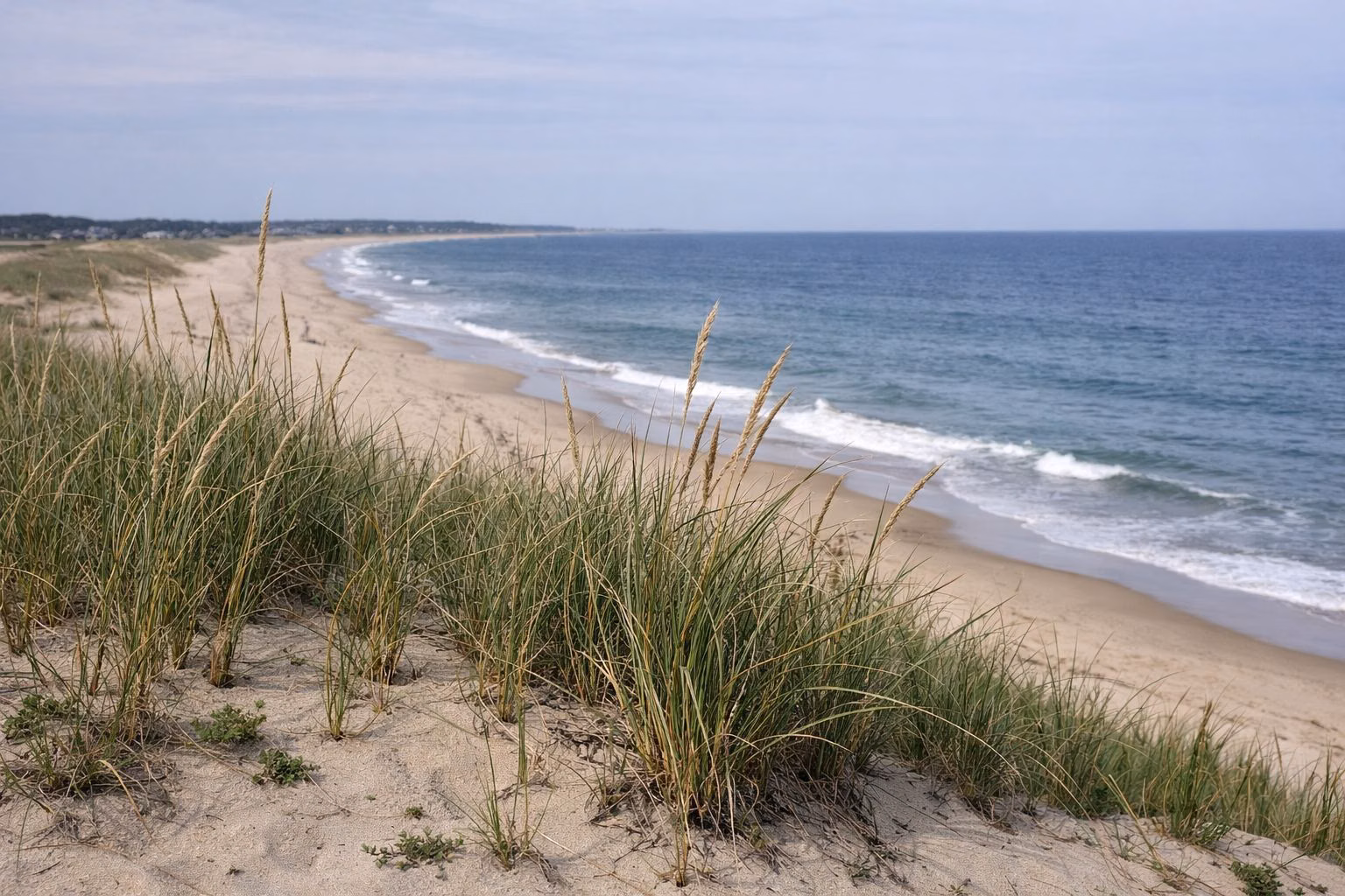 Beach grass on a sand dune above a long curving sandy beach and the blue ocean