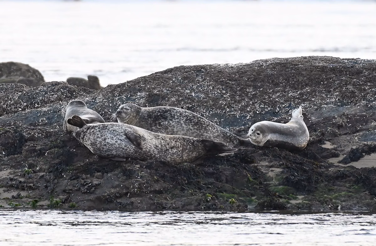 Harbor seals hauled out on a seaweed-covered rock in the Merrimack River mouth